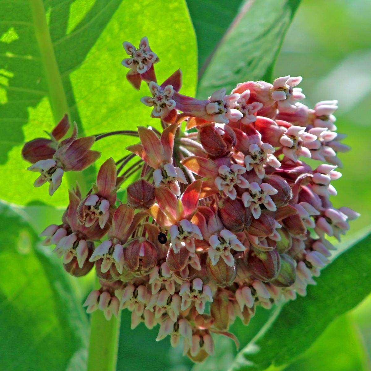 Common Milkweed