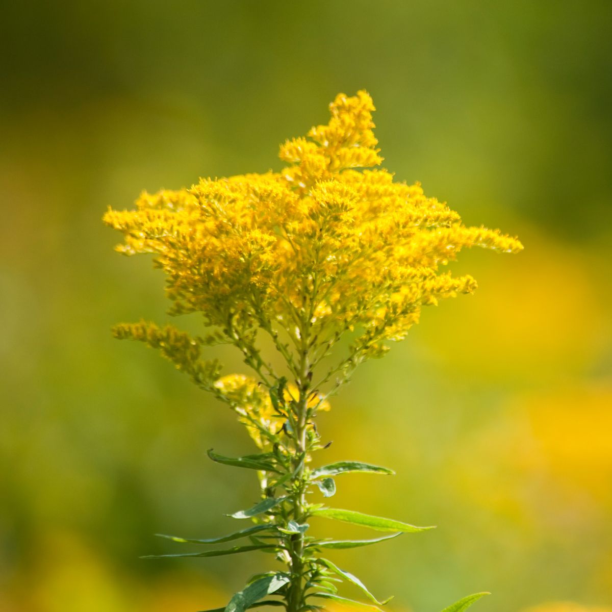 Goldenrod