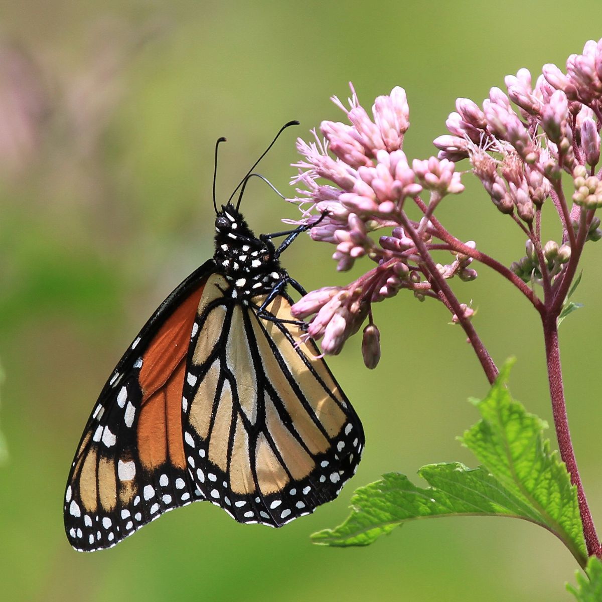 How To Attract Monarch Butterflies: A Comprehensive Guide