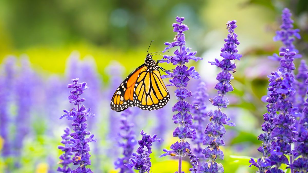 Monarch Butterfly on lavender