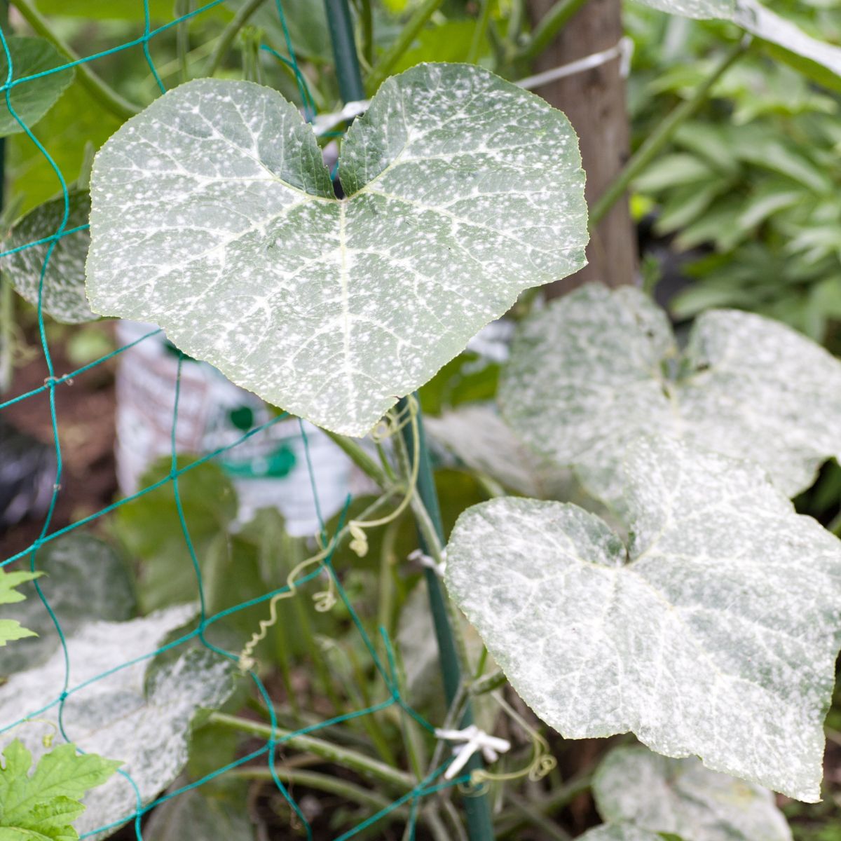 Powdery Mildew