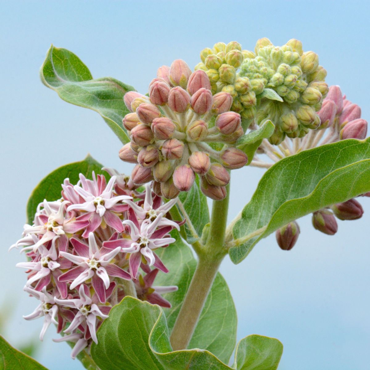 Showy Milkweed flowering stage