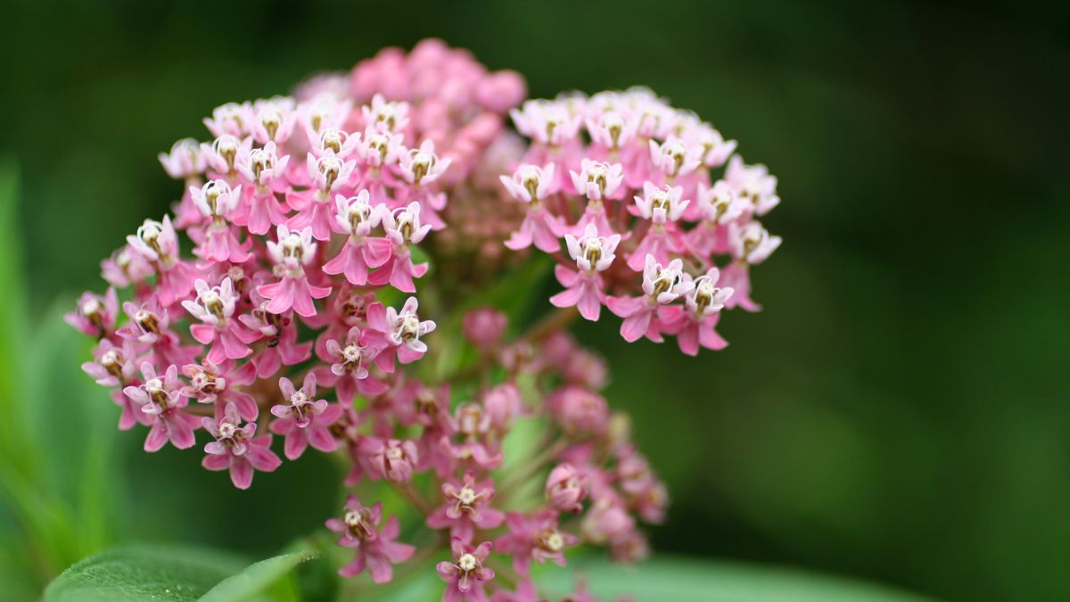 Swamp Milkweed