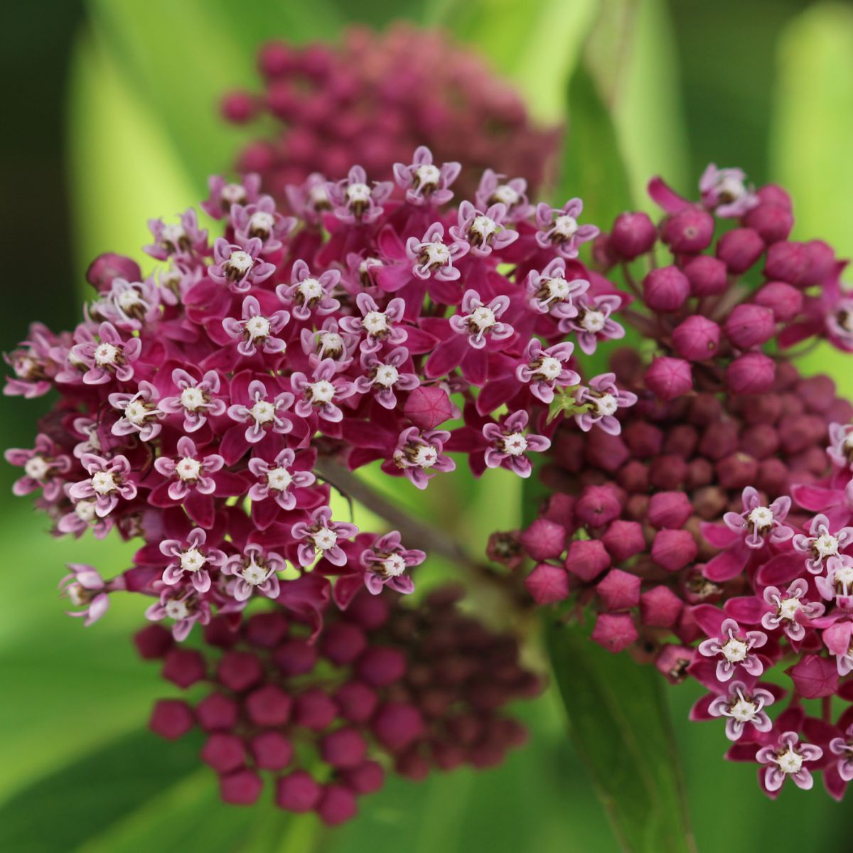 Swamp Milkweed