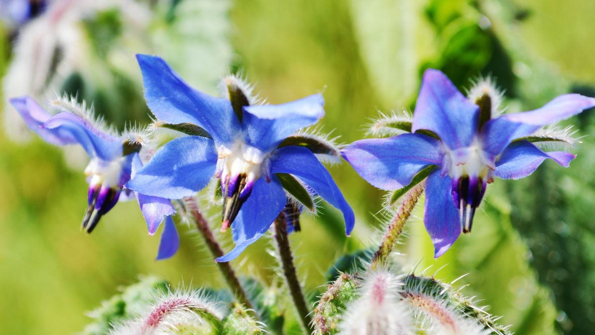 borage blue flower