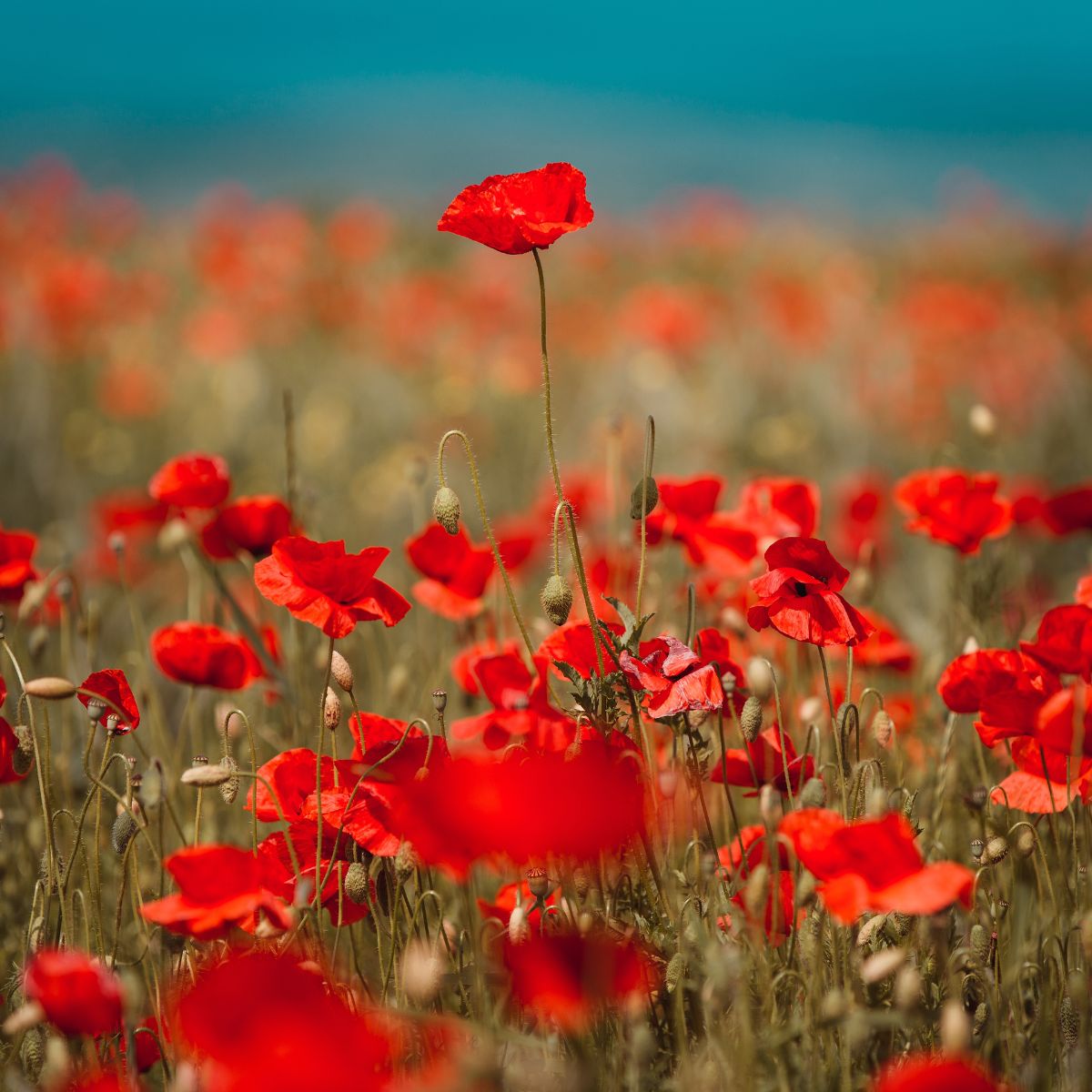 red flowers