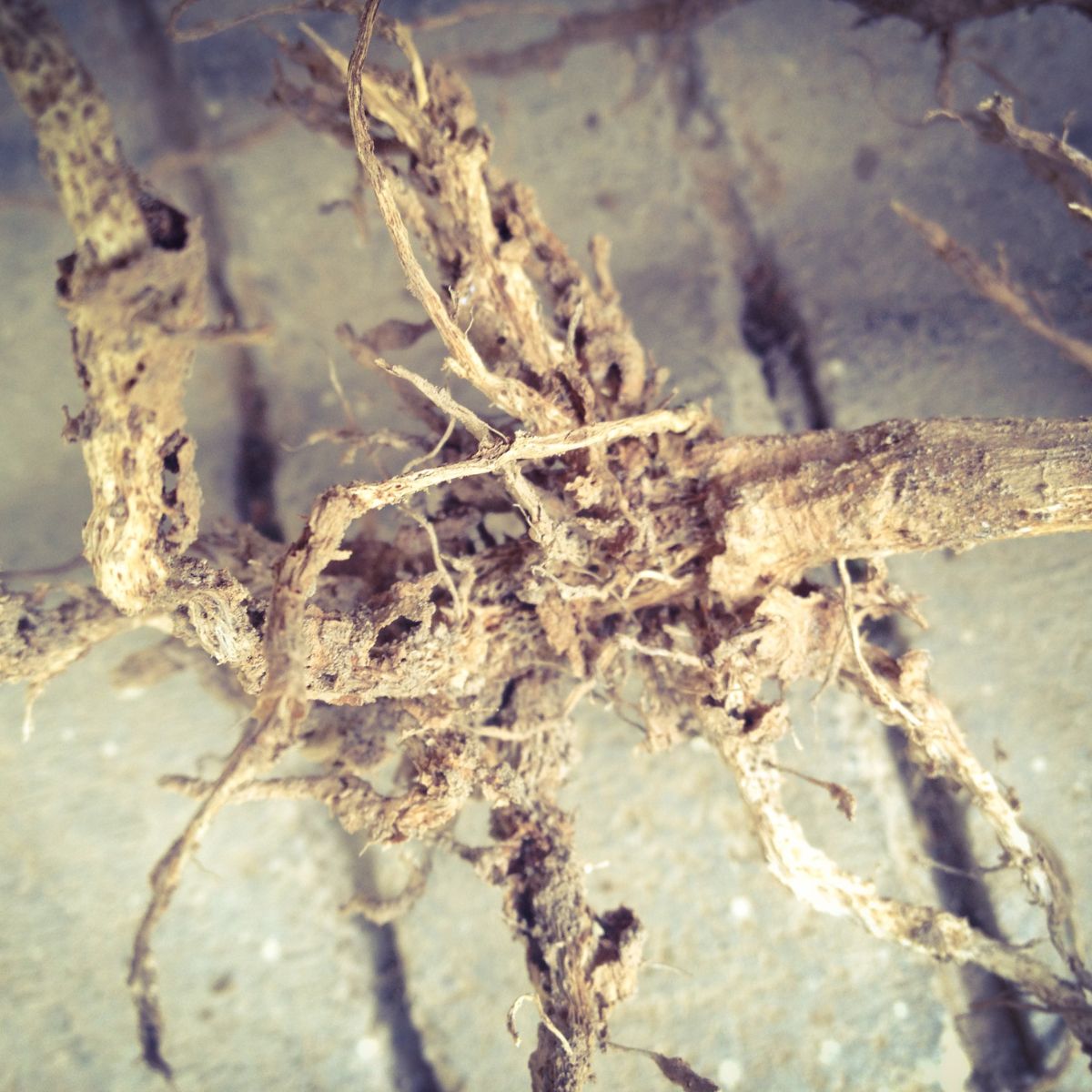 root rot