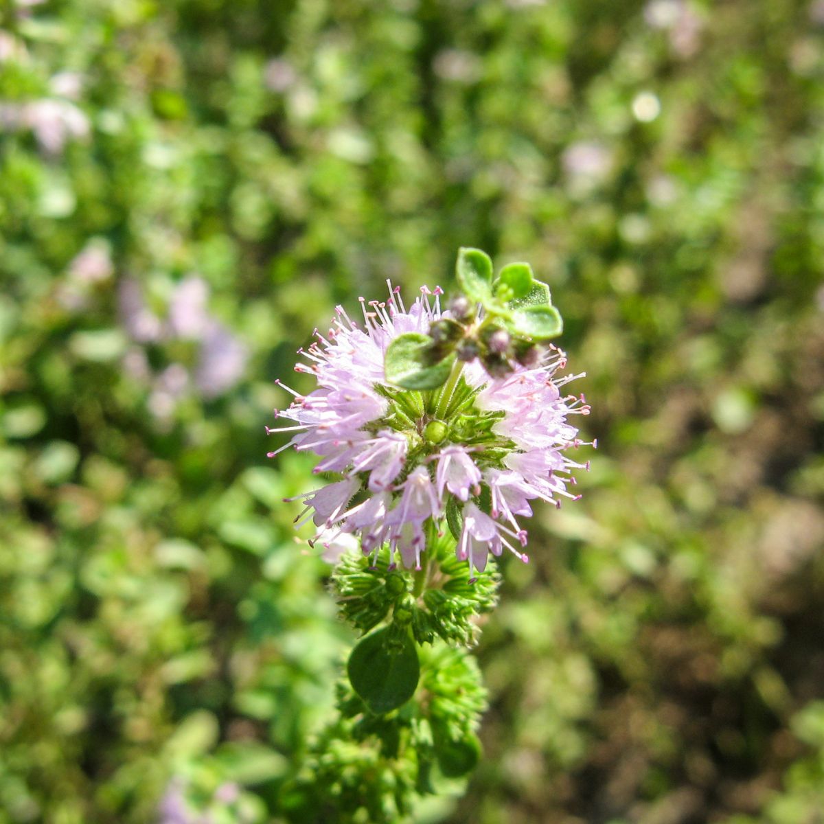 mountain mint