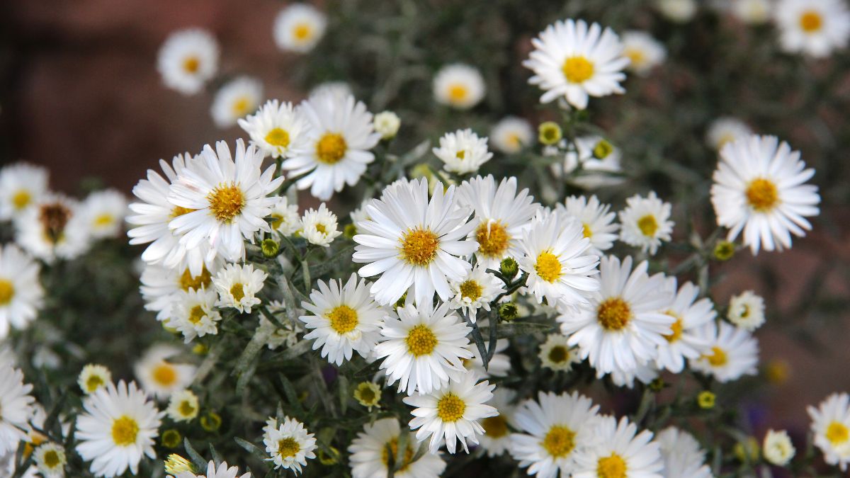 Wide image of white aster flowers.