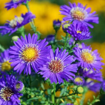 Square image of aster flower.