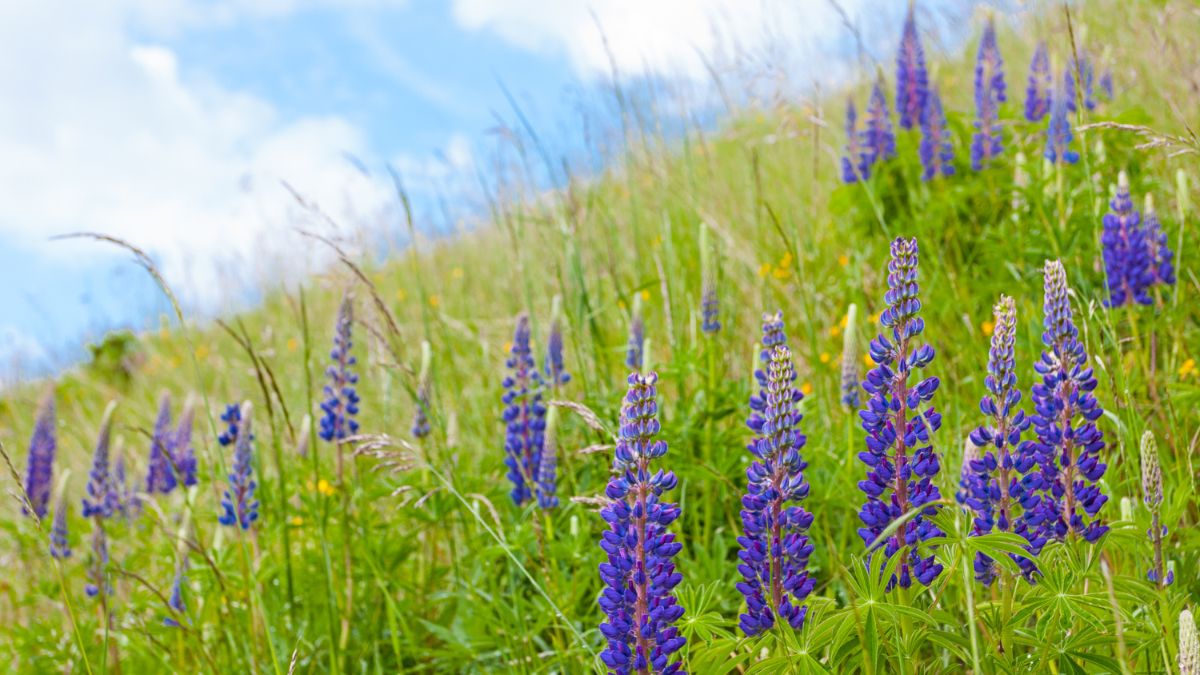 Wide photo of Wild Lupine (Lupinus perennis)