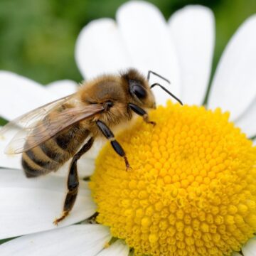 Square image of a bee on a white flower.