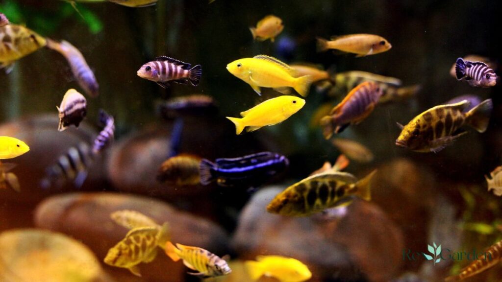 Small Aquarium Design Ideas | The Rex Garden
