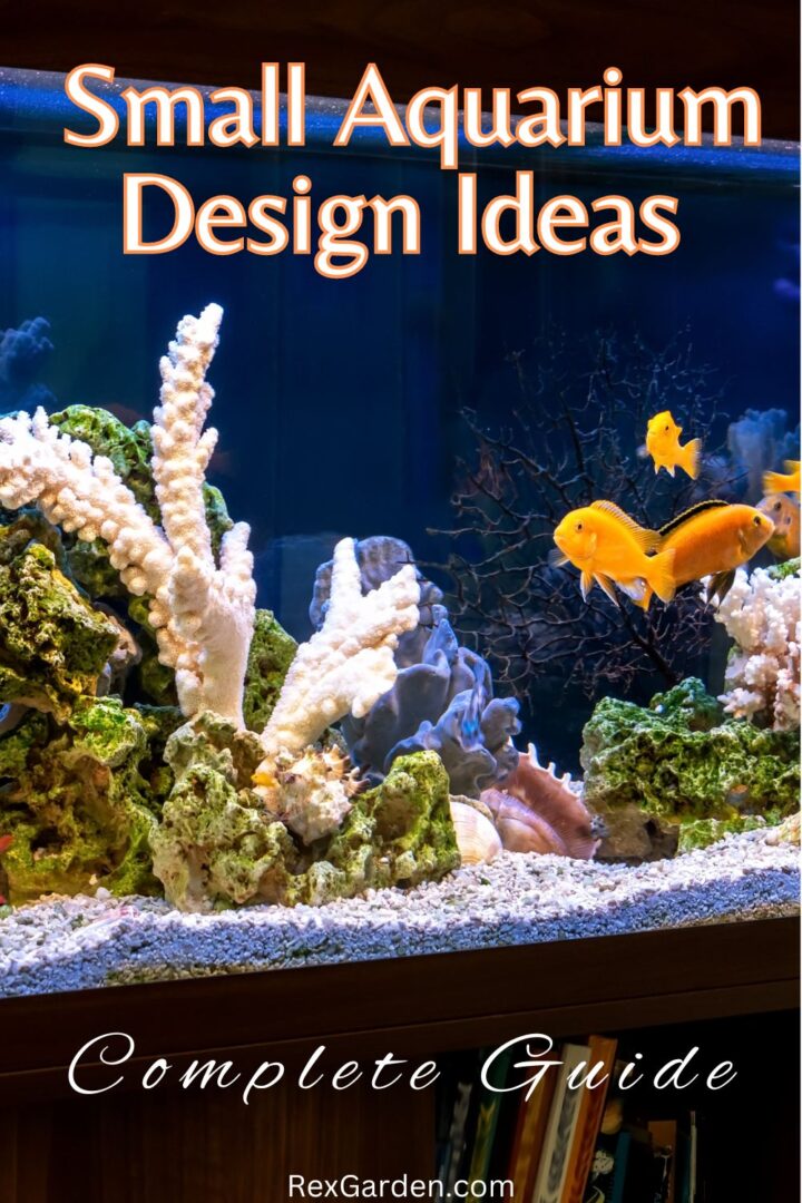 Small Aquarium Design Ideas | The Rex Garden