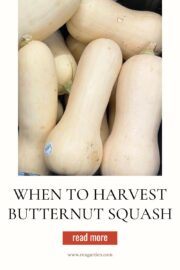 When to Harvest Butternut Squash The Rex Garden