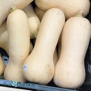 When to Harvest Butternut Squash The Rex Garden