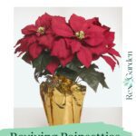 A poinsettia care pinterest pin showing a vibrant poinsettia plant with red flowers in a gold-foiled pot with text overlayed.