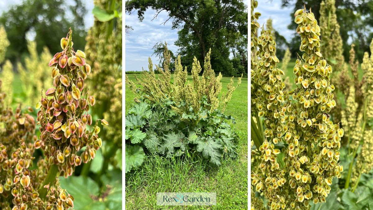 Trio collage image featuring two closeup images of the seeds on different plants and a back out overall view.