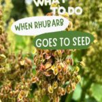 What to do when your rhubarb goes to seed or bolts pin featuring a closeup on rosy colored rhubarb seeds on the stem.