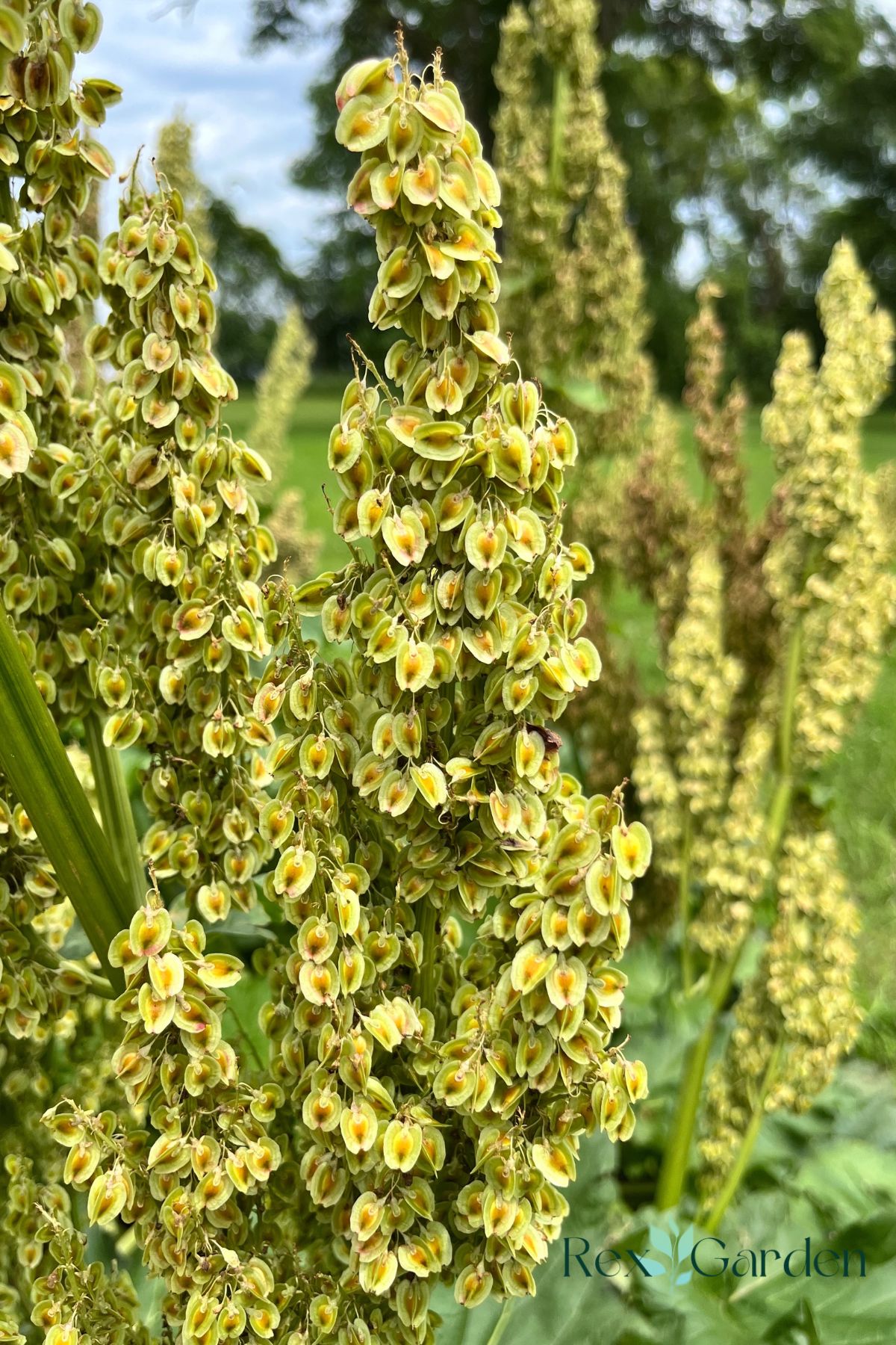 The author's own rhubarb stalks in a golden color and heavy with seeds.