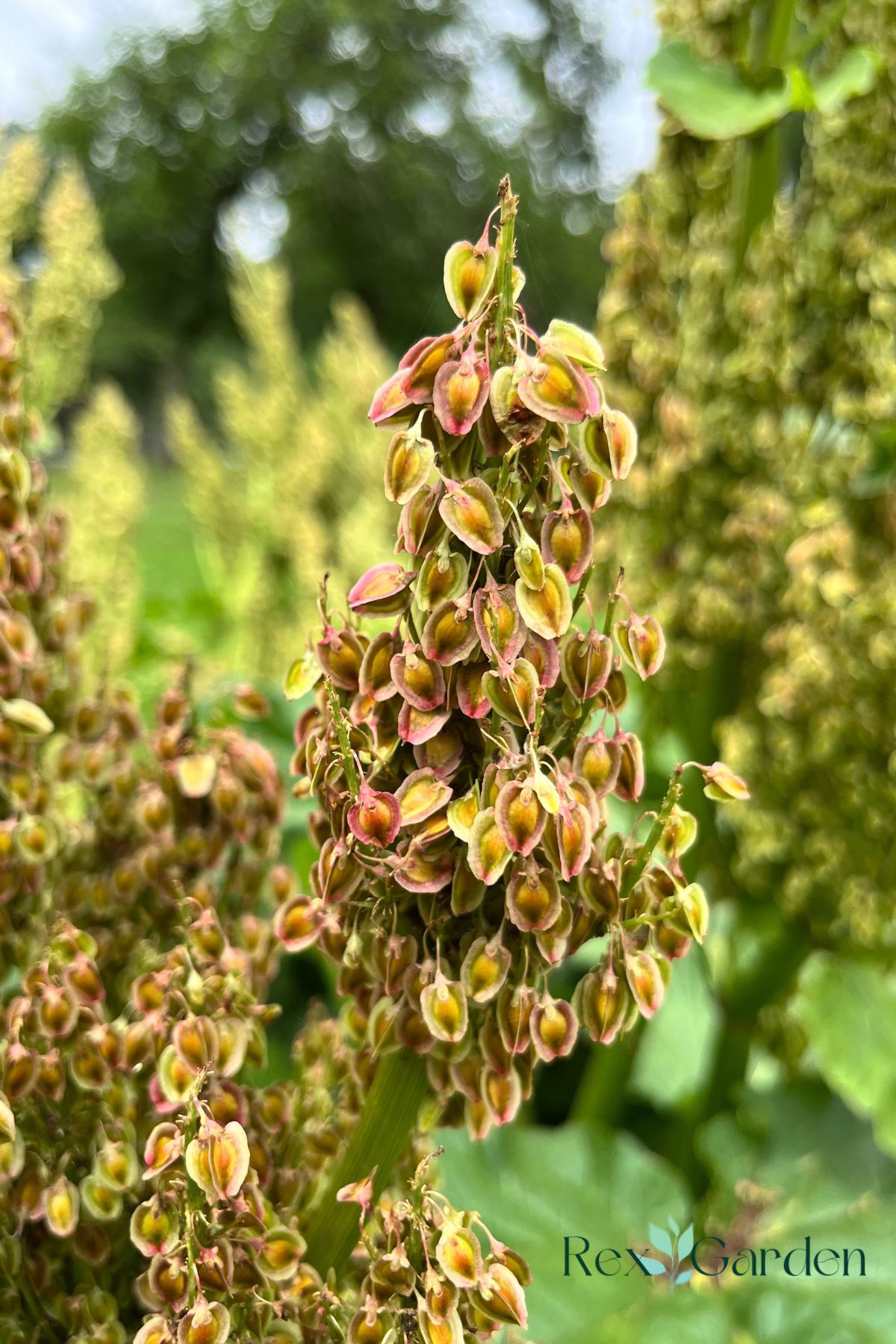 A close-up image of the author's second plant that has bolted with seeds that have a beautiful rosy color.