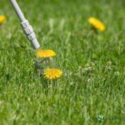Best Weed Killers That Won't Kill Your Grass