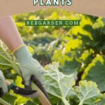 How To Grow Rhubarb Plants Pin