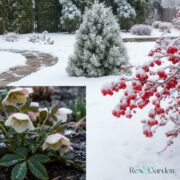 Guide to Winter-Friendly Plants and Evergreens