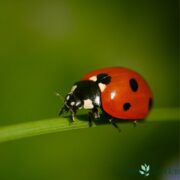 5 Beneficial Insects You Want in Your Garden