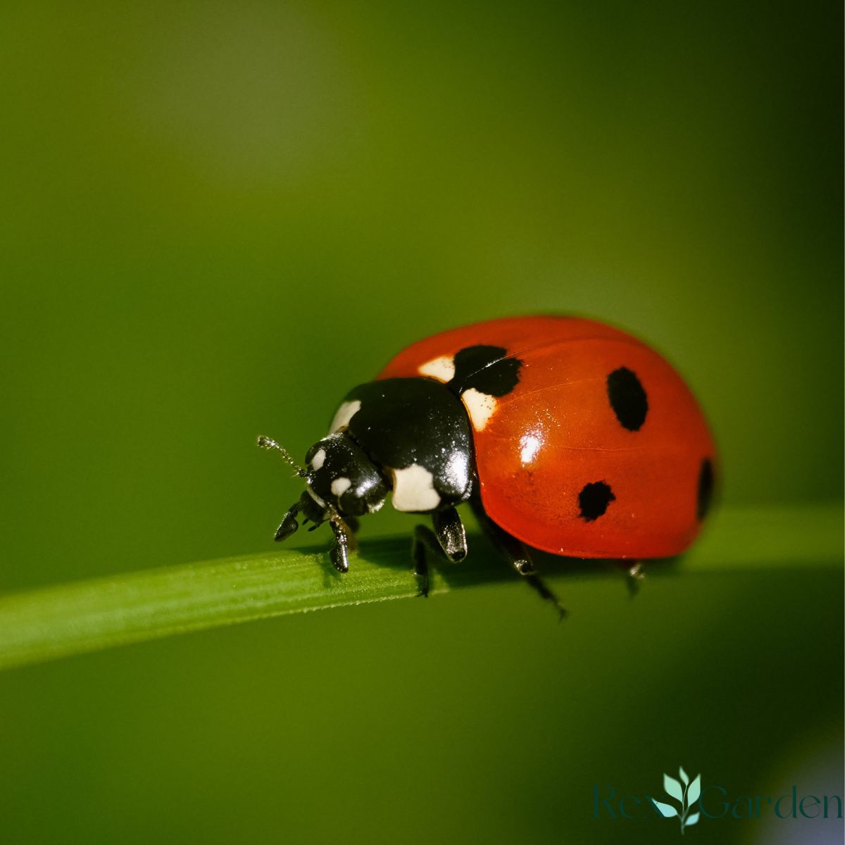 5 Beneficial Insects You Want in Your Garden
