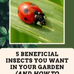 5 Beneficial Insects You Want in Your Garden (And How to Attract Them)