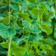 5 High-Yield Vegetables to Grow Vertically