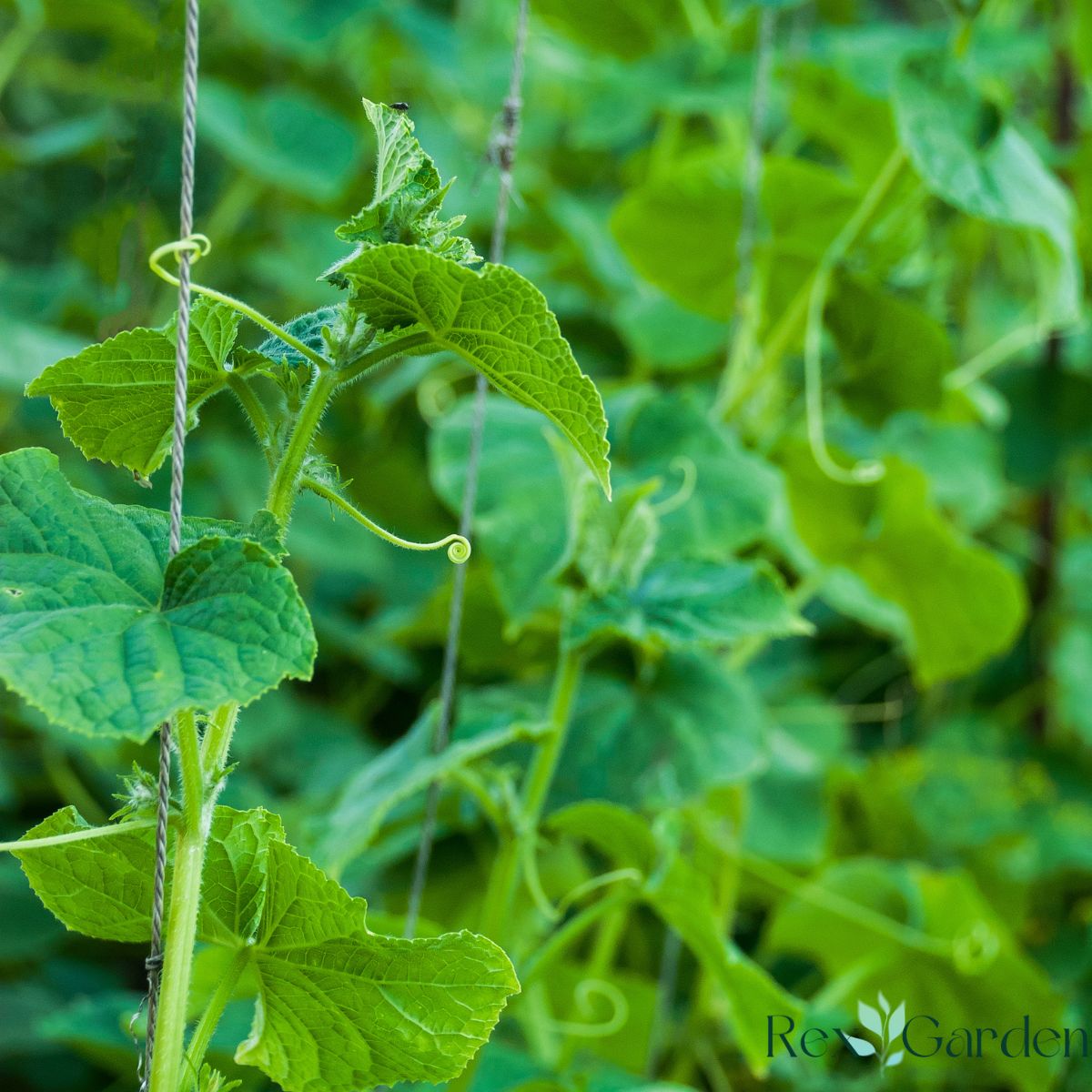 5 High-Yield Vegetables to Grow Vertically