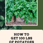 potatoes in grow bags pin
