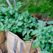 Potatoes in grow bags