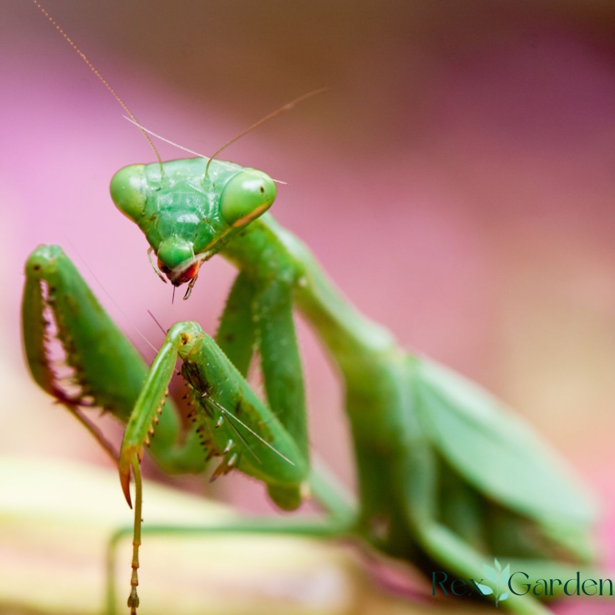 Praying Mantises (The Apex Predators)