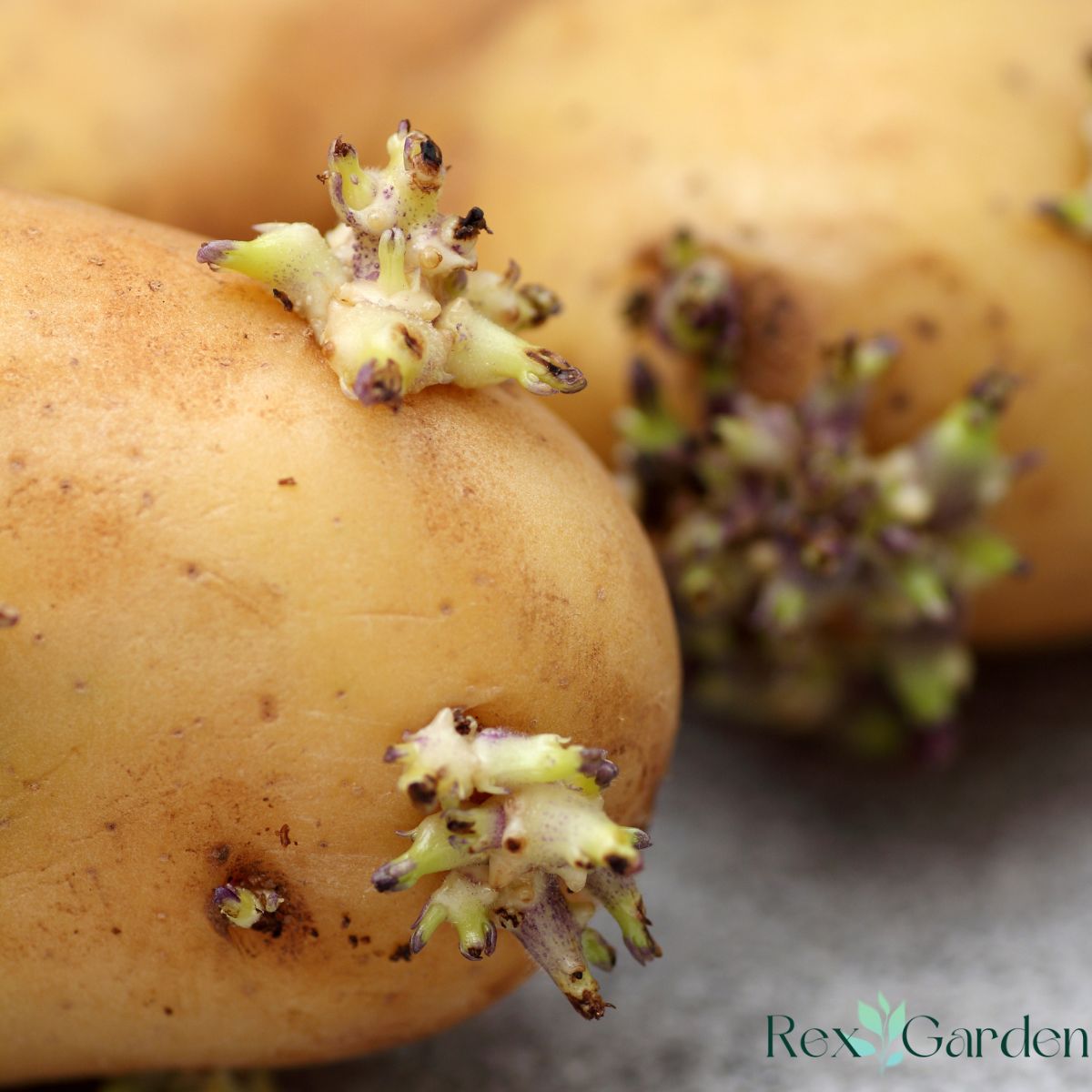 potato eye