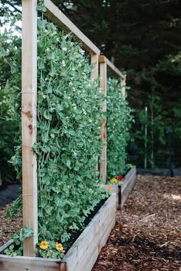 simple wood frames to create vertical growing walls