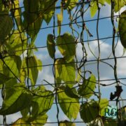 5 High-Yield Vegetables to Grow Vertically sq