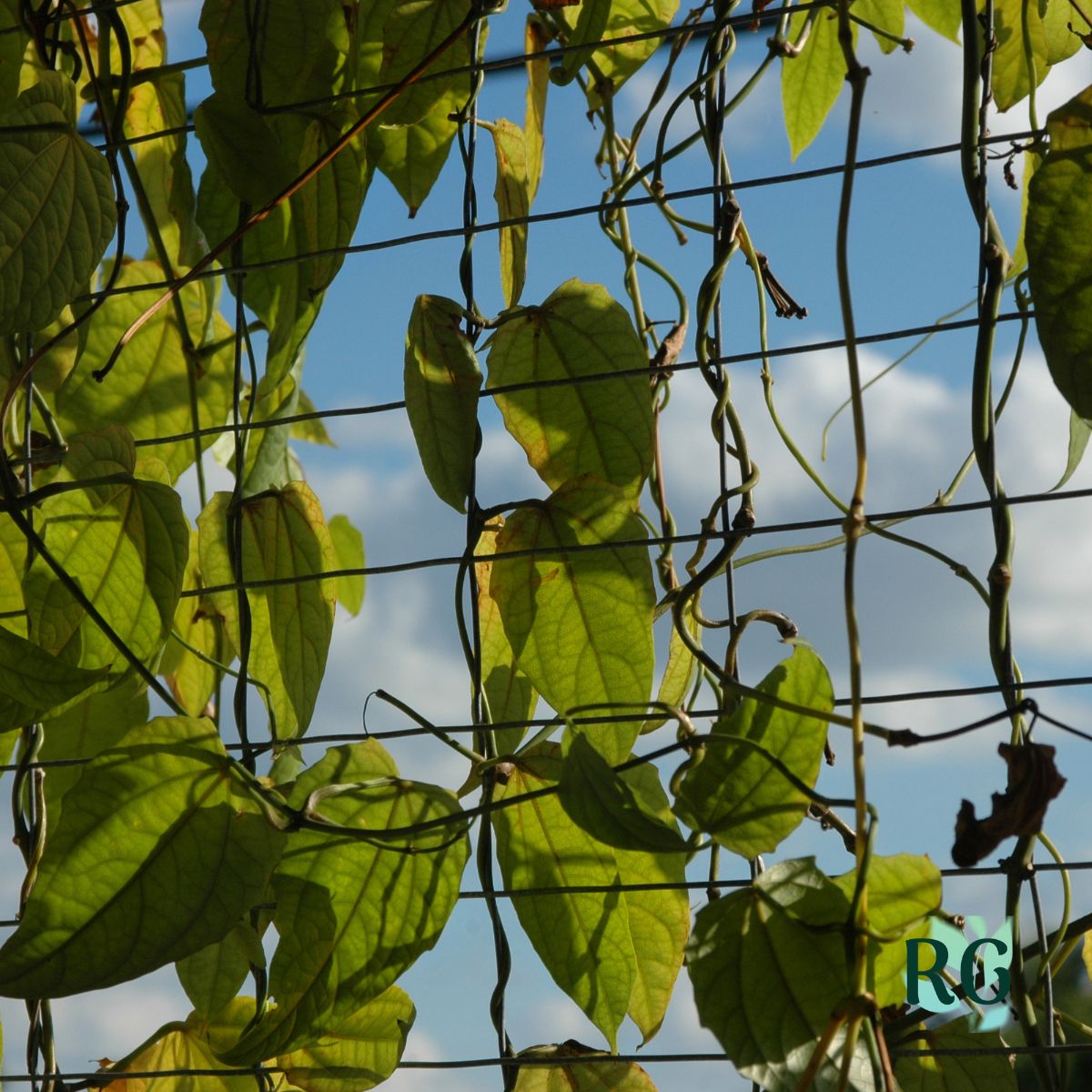 5 High-Yield Vegetables to Grow Vertically sq