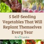5 Self-Seeding Vegetables That Will Replant Themselves Every Year