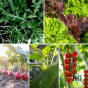 5 Self-Seeding Vegetables That Will Replant Themselves Every Year sq