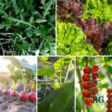 5 Self-Seeding Vegetables That Will Replant Themselves Every Year sq
