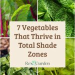 7 Vegetables That Thrive in Total Shade Zones PIN image
