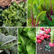 7 Vegetables That Thrive in Total Shade Zones