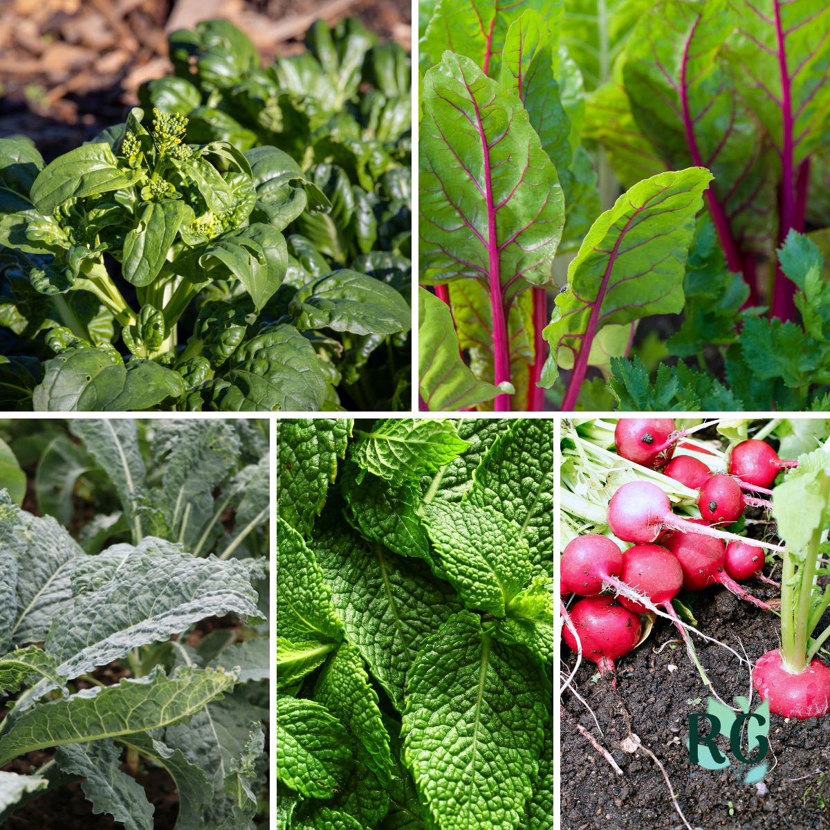 7 Vegetables That Thrive in Total Shade Zones