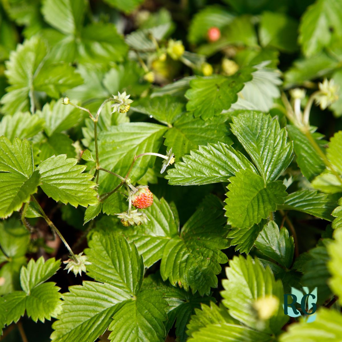 Alpine Strawberries