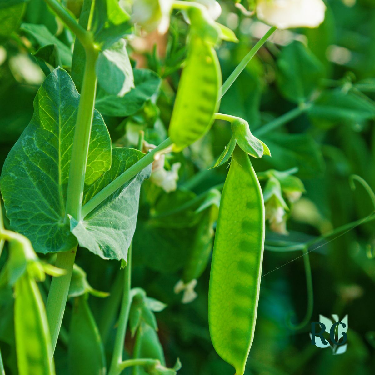 Climbing Peas (Sugar Snap & Snow Peas)
