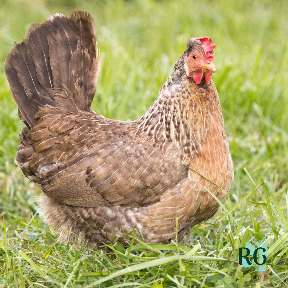 Cream Legbar Chicken