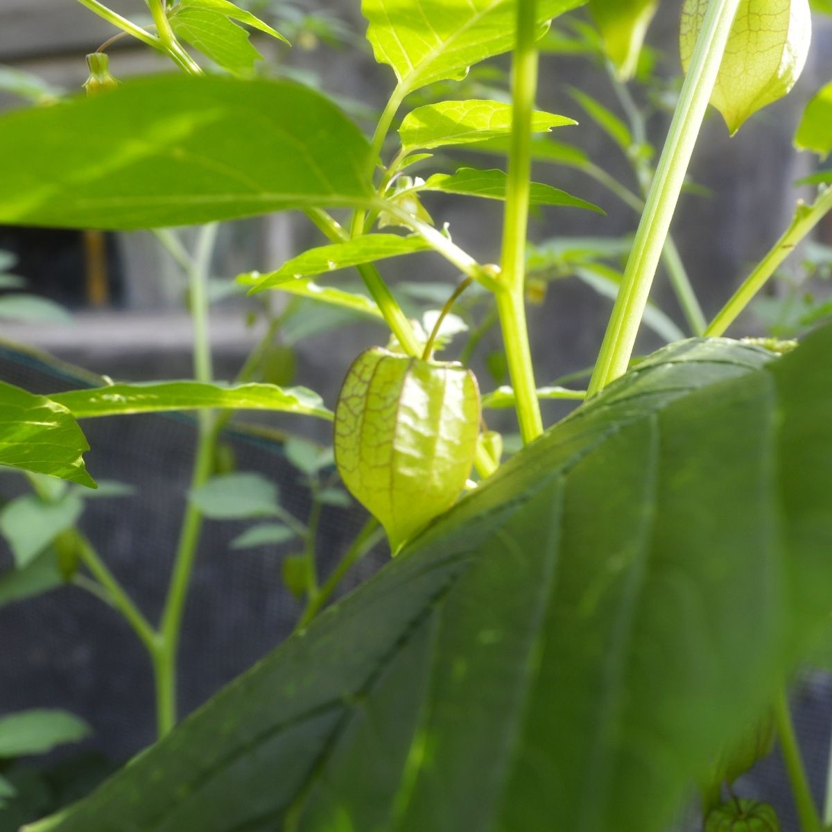 Ground Cherries